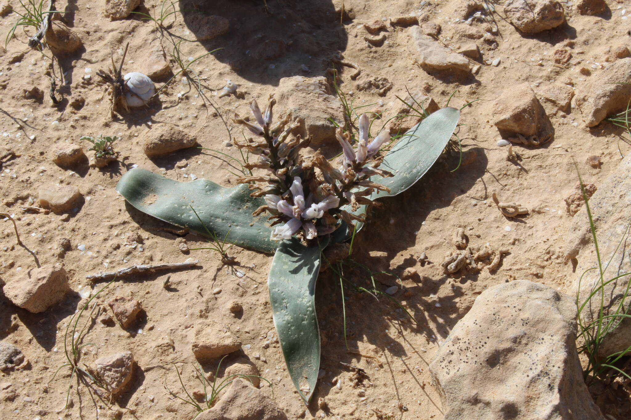 Image of Bellevalia desertorum Eig & Feinbrun