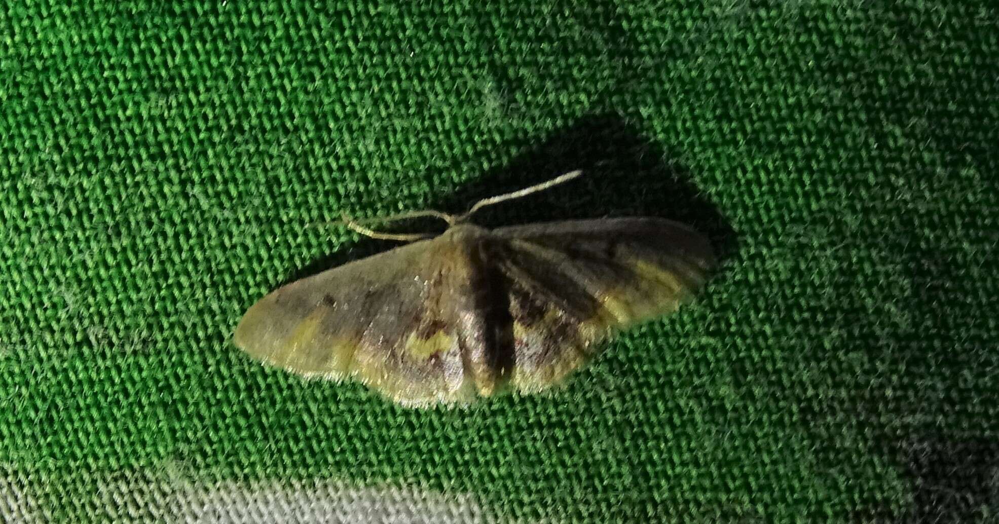 Image of Diminutive Wave Moth