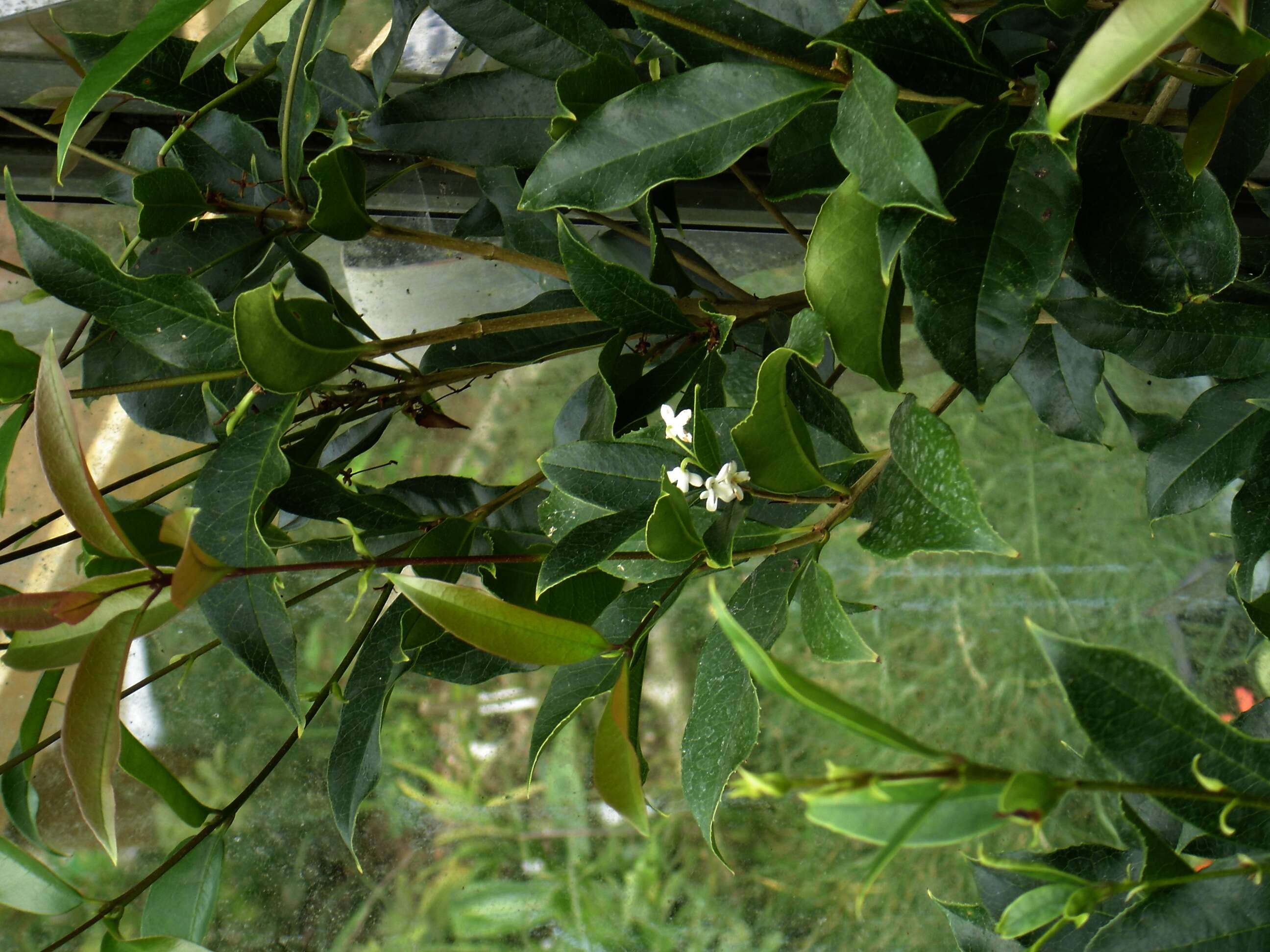 Image of Fragrant Olive