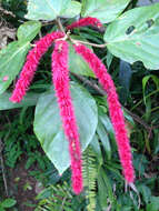 Image of chenille plant