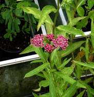 Image of swamp milkweed