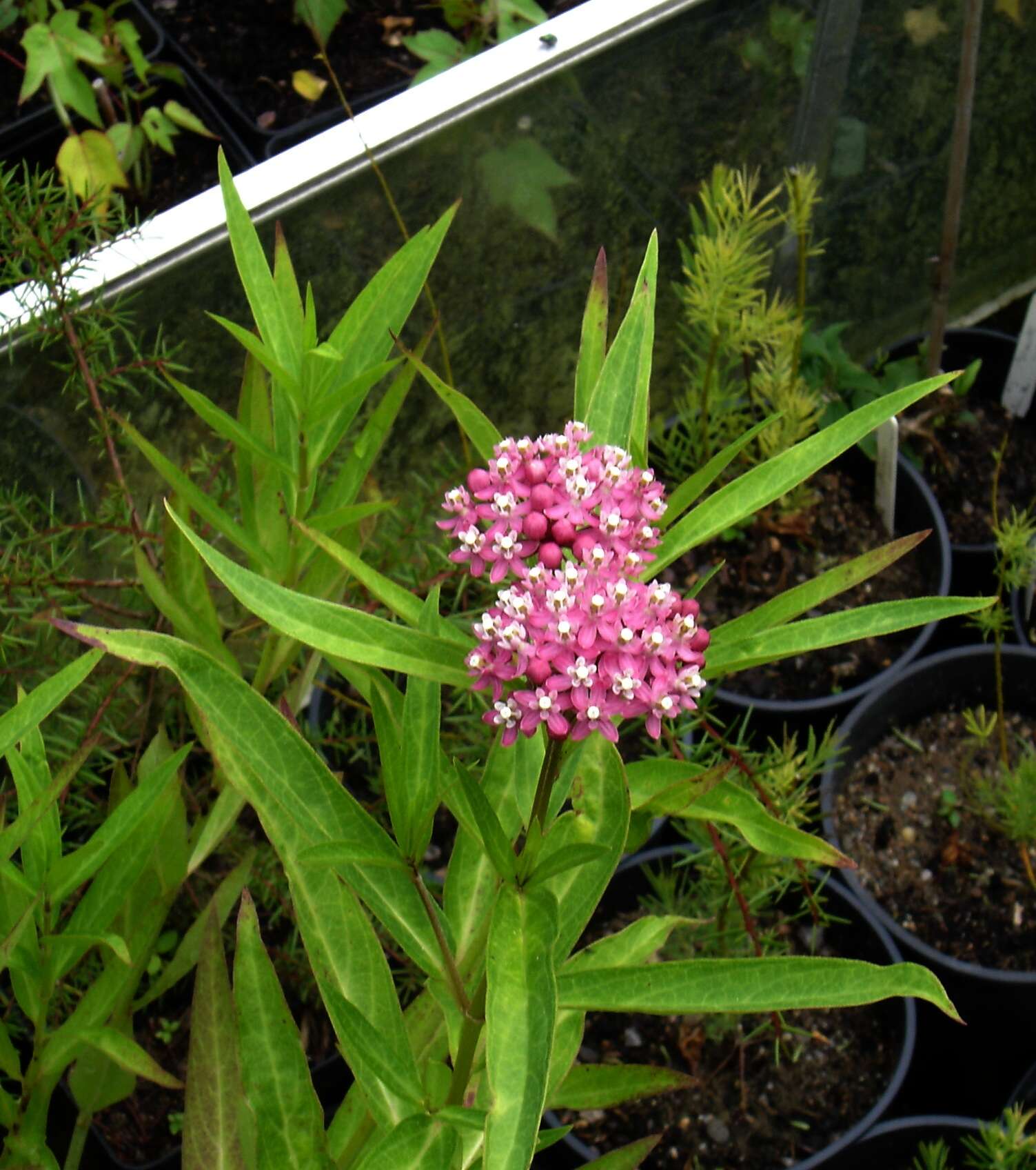 Imagem de Asclepias incarnata L.