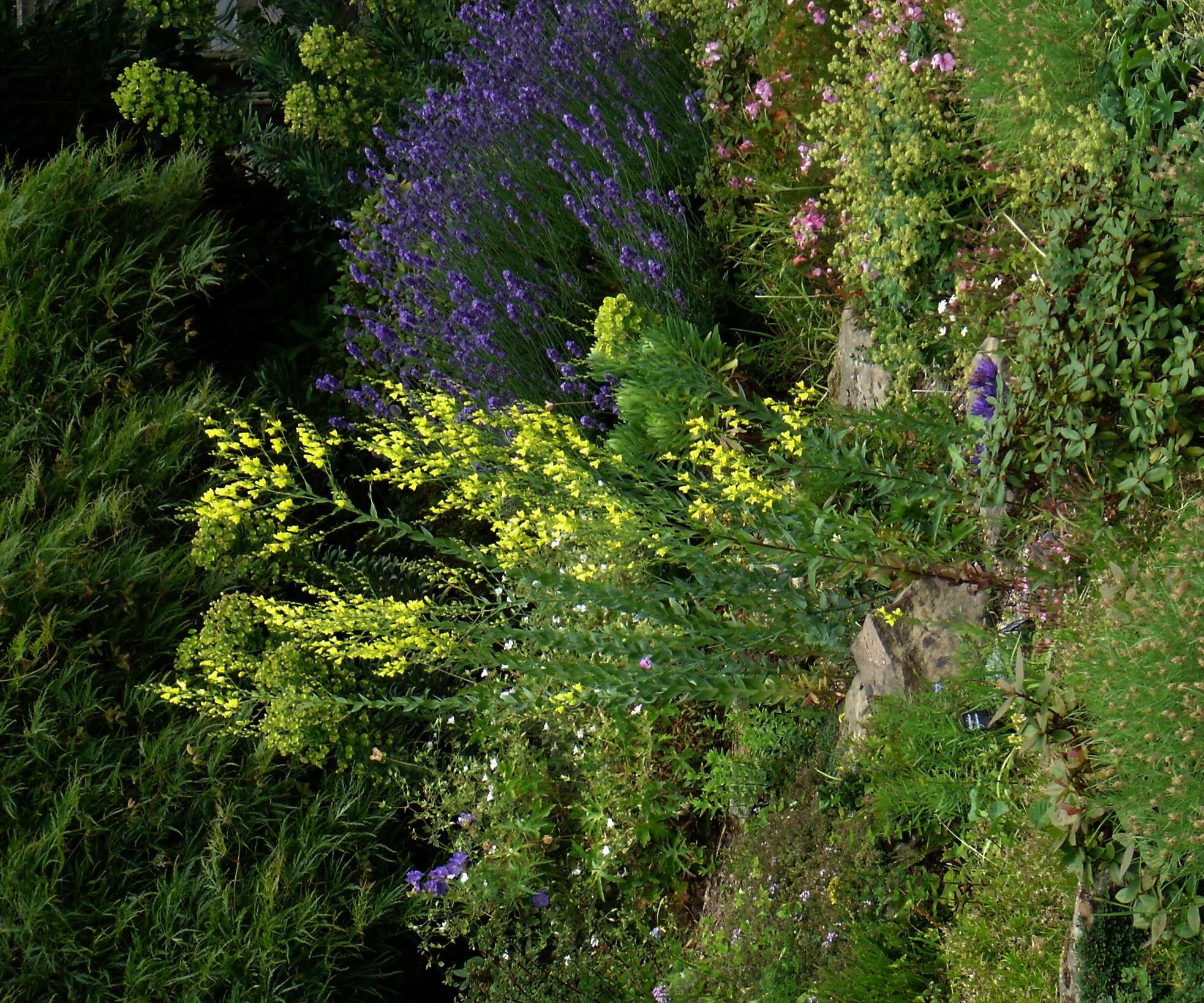 Plancia ëd Linaria dalmatica (L.) Mill.