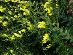 Image of Dalmatian toadflax