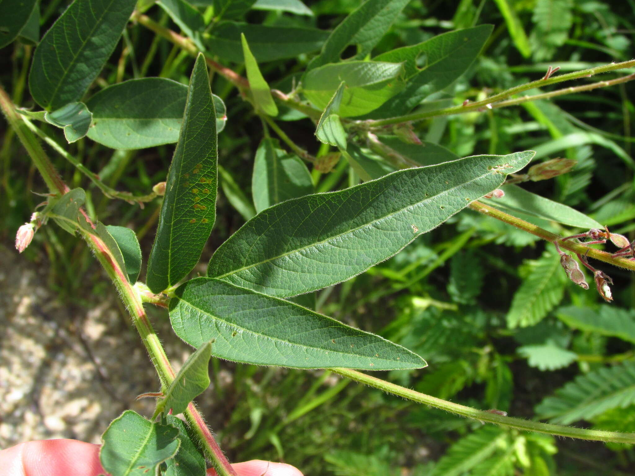 Image of showy ticktrefoil