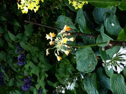 Image of Primula florindae Kingdon-Ward