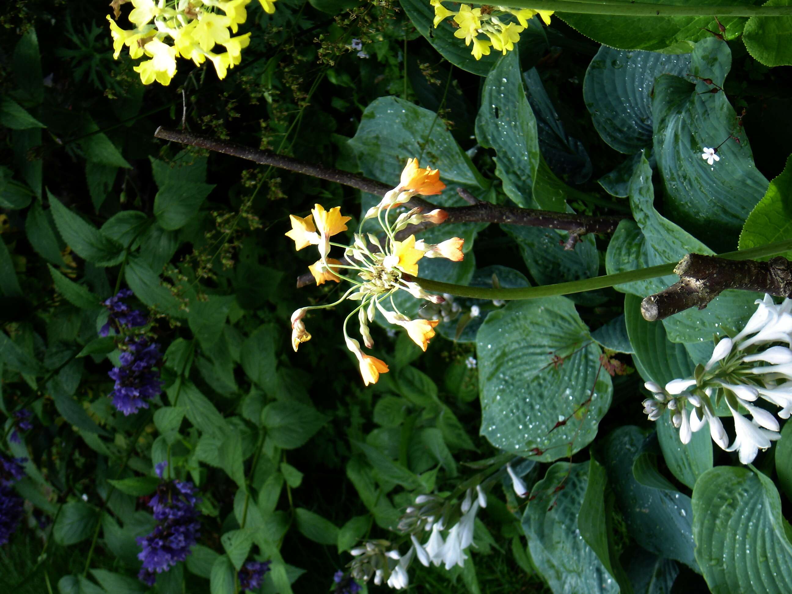 Image of Primula florindae Kingdon-Ward