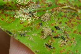 Image of Cuban Laurel Thrips