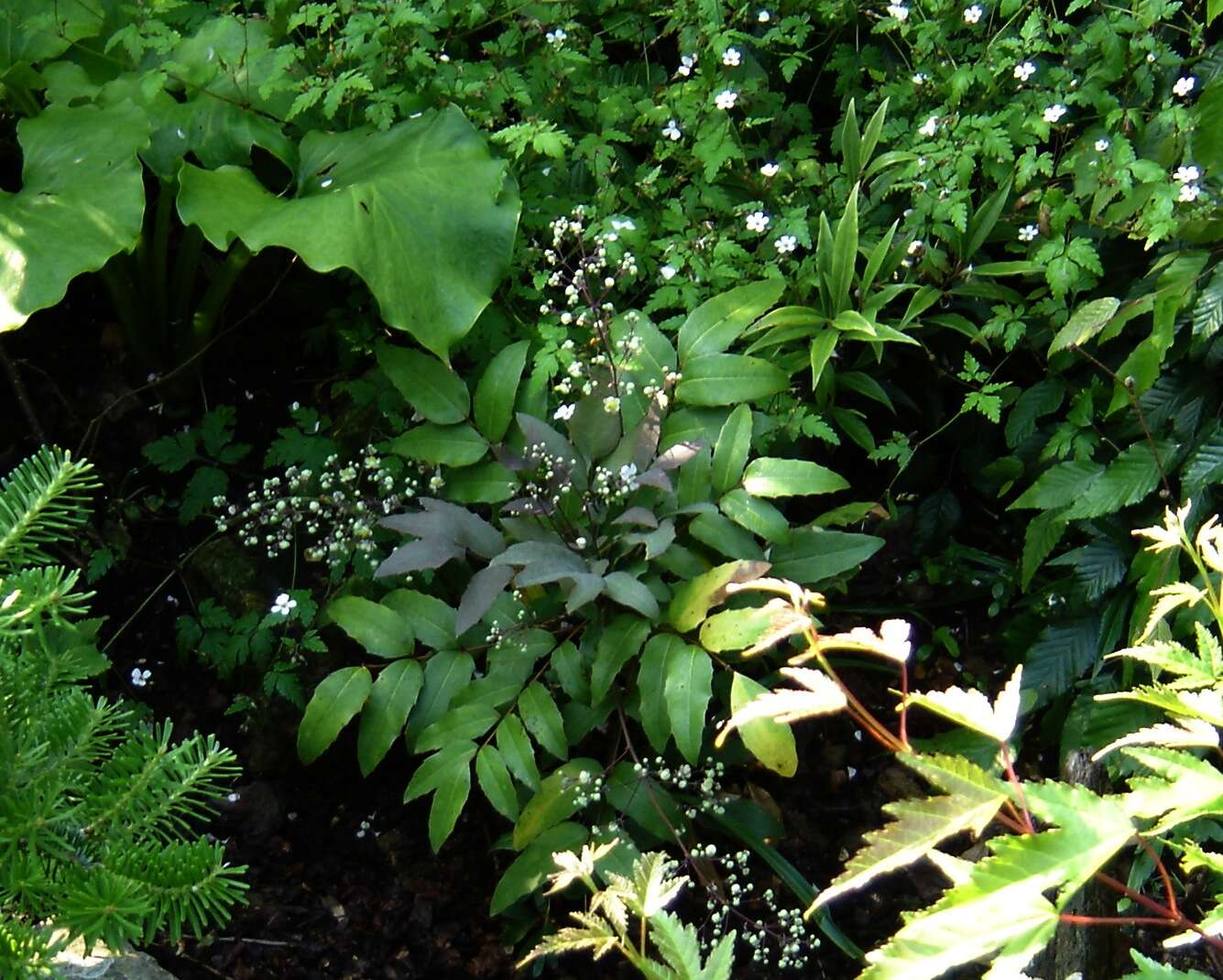 Image of Berberis pallida Hartw. ex Benth.