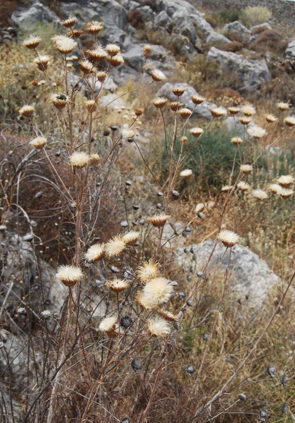 Image de Ptilostemon gnaphaloides subsp. pseudofruticosus (Pamp.) W. Greuter