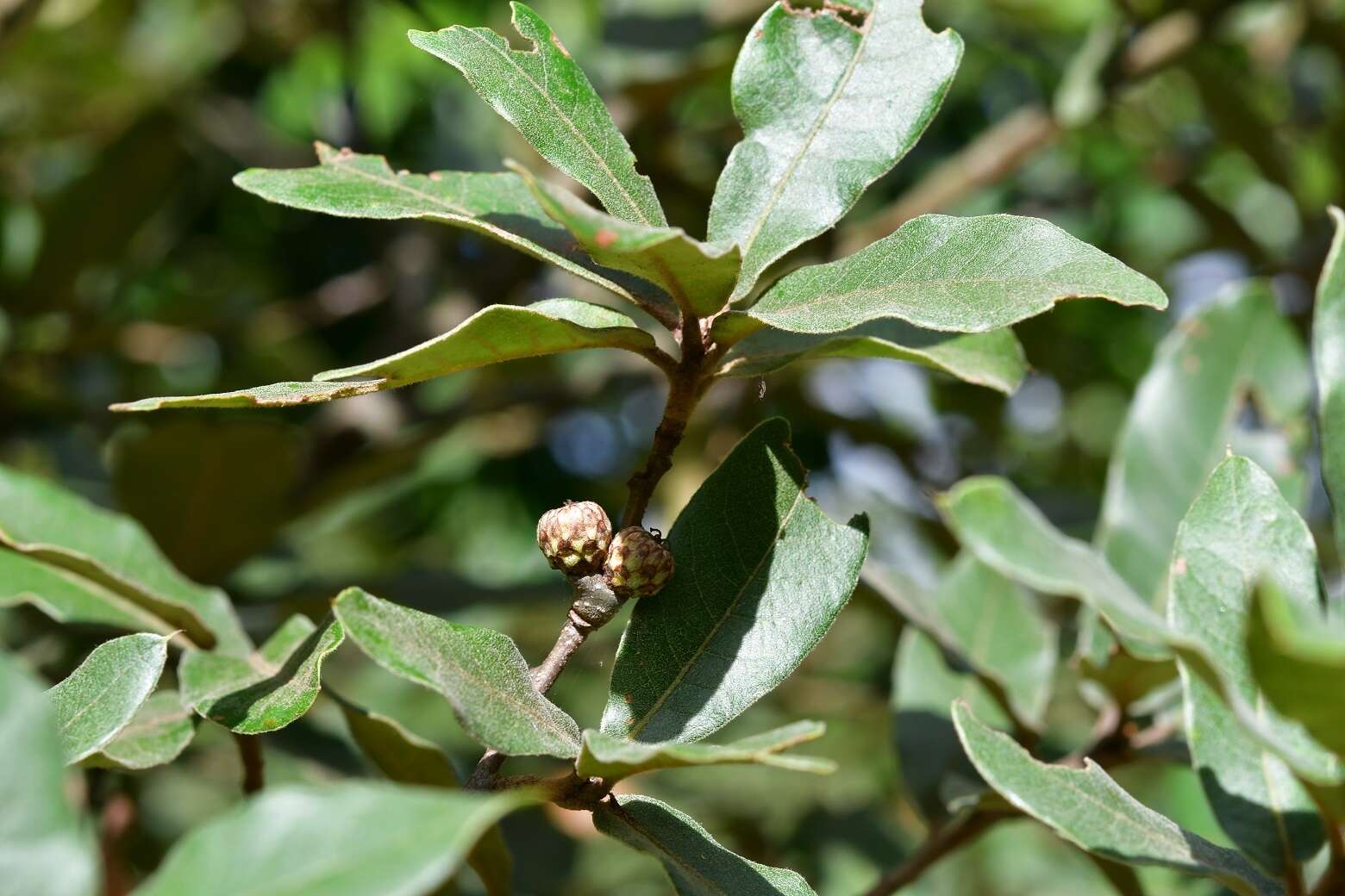 Imagem de Quercus crispipilis Trel.