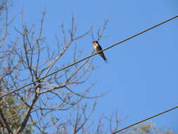 Image of Welcome Swallow