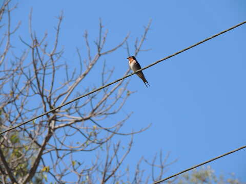 Imagem de Hirundo neoxena Gould 1842