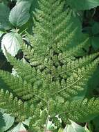 Imagem de Dryopteris inaequalis (Schltdl.) O. Kuntze