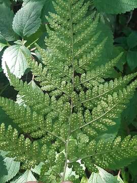 Image of Dryopteris inaequalis (Schltdl.) O. Kuntze