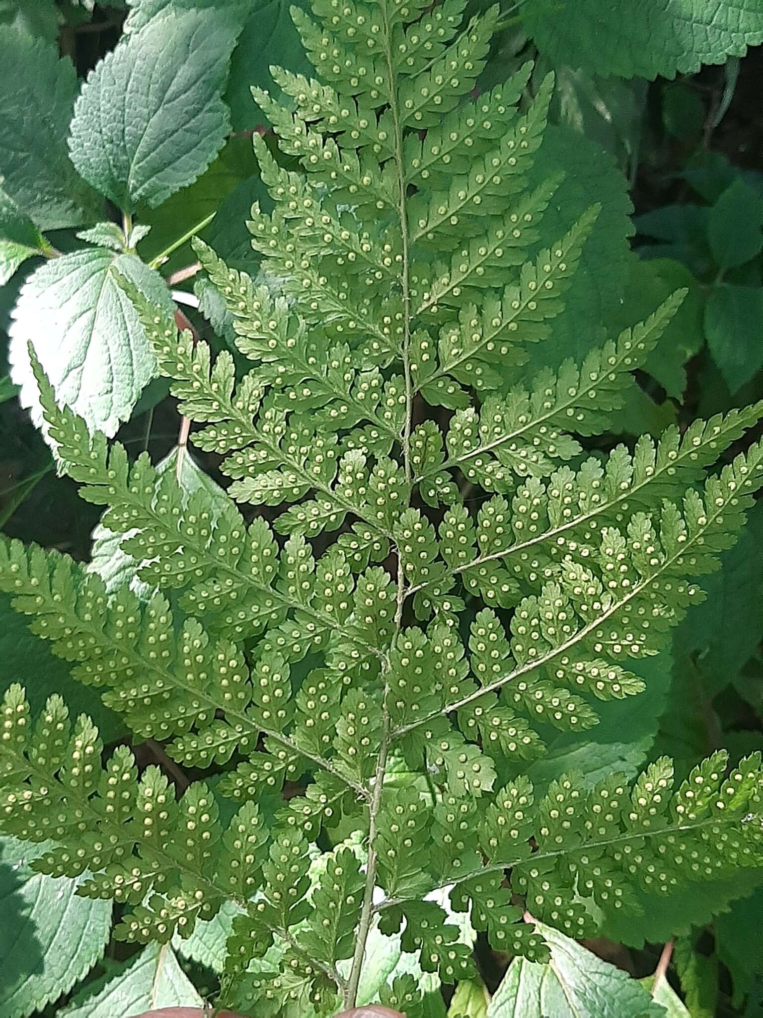 Imagem de Dryopteris inaequalis (Schltdl.) O. Kuntze