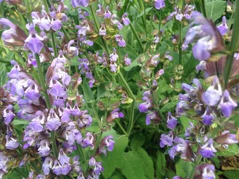 Imagem de Salvia officinalis L.