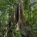 Sivun Ficus cyclophylla (Miq.) Miq. kuva