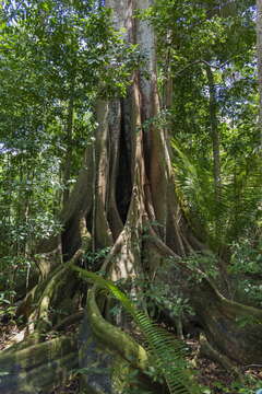 Ficus cyclophylla (Miq.) Miq.的圖片