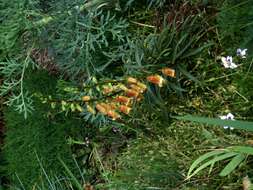 Image de Digitalis obscura L.