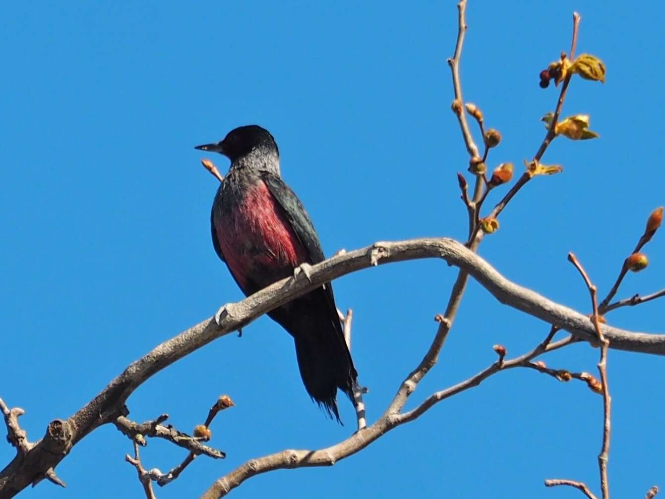 Image of Lewis's Woodpecker