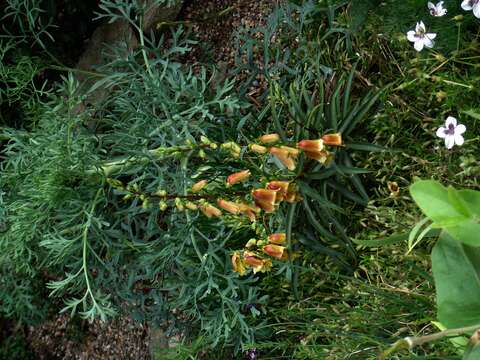 Sivun Digitalis obscura L. kuva