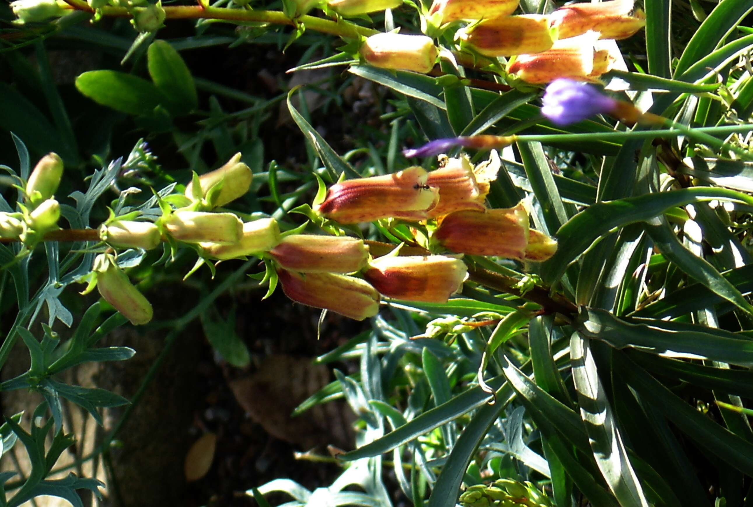 Imagem de Digitalis obscura L.