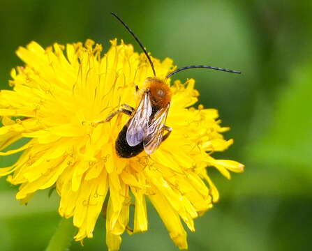 Image of Eucera longicornis (Linnaeus 1758)