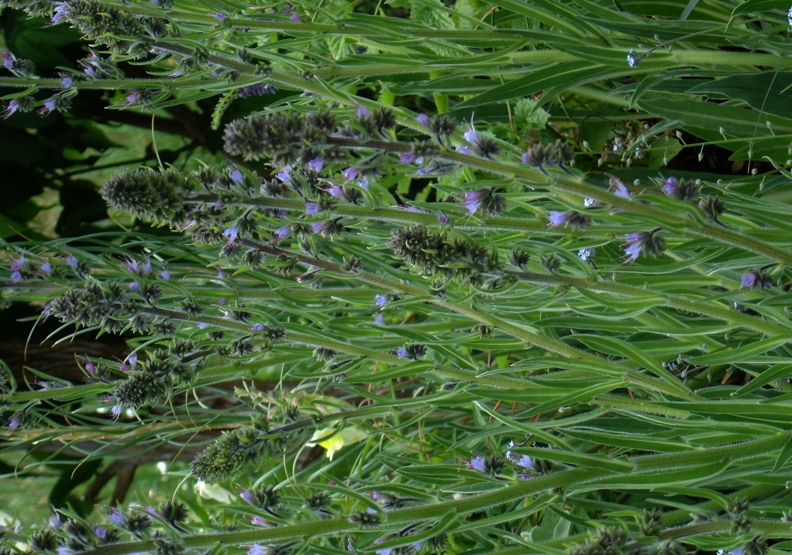 Echium italicum L.的圖片