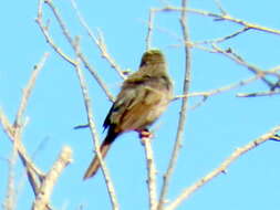 Sivun Cisticola subruficapilla namaqua Lynes 1930 kuva