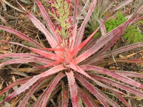 Plancia ëd Bromelia pinguin L.