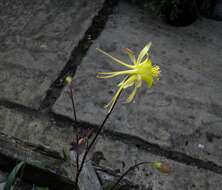 Image of longspur columbine