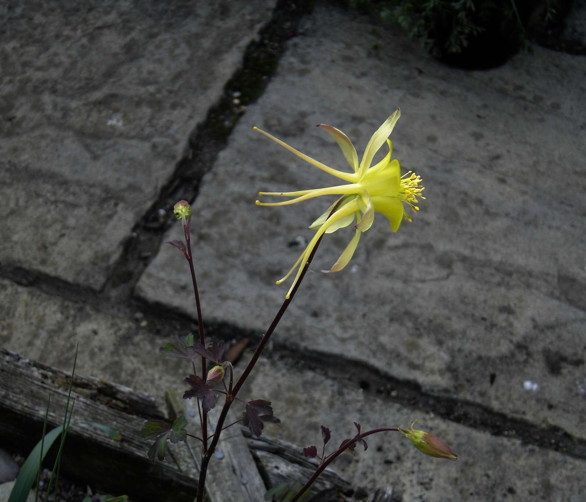 Image of longspur columbine