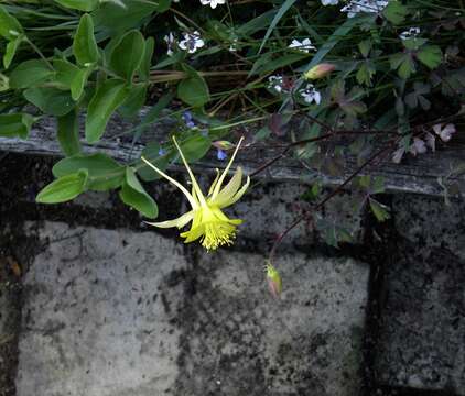 Image of longspur columbine