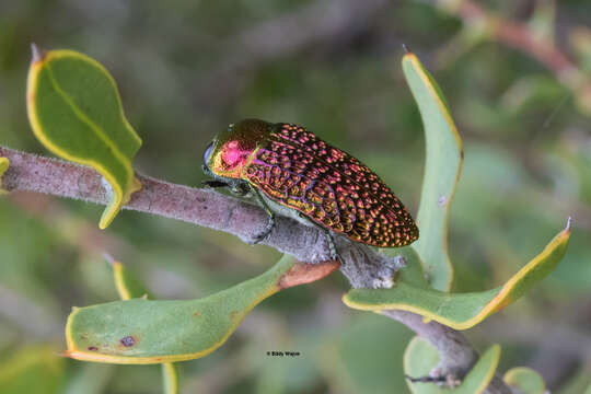 Image of Stigmodera gratiosa Chevrolat 1843