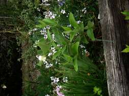 Image of Erect silky leather-flower