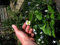 Image of Erect silky leather-flower