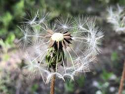 Image of Taraxacum mongolicum Hand.-Mazz.