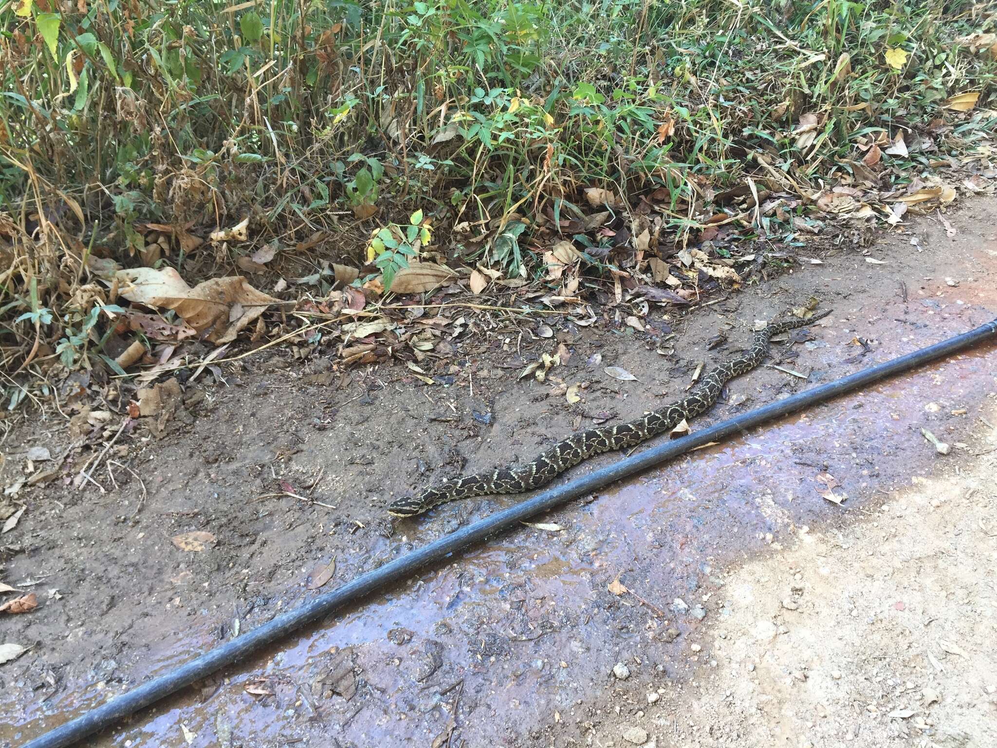 Слика од Bothrops fonsecai Hoge & Belluomini 1959