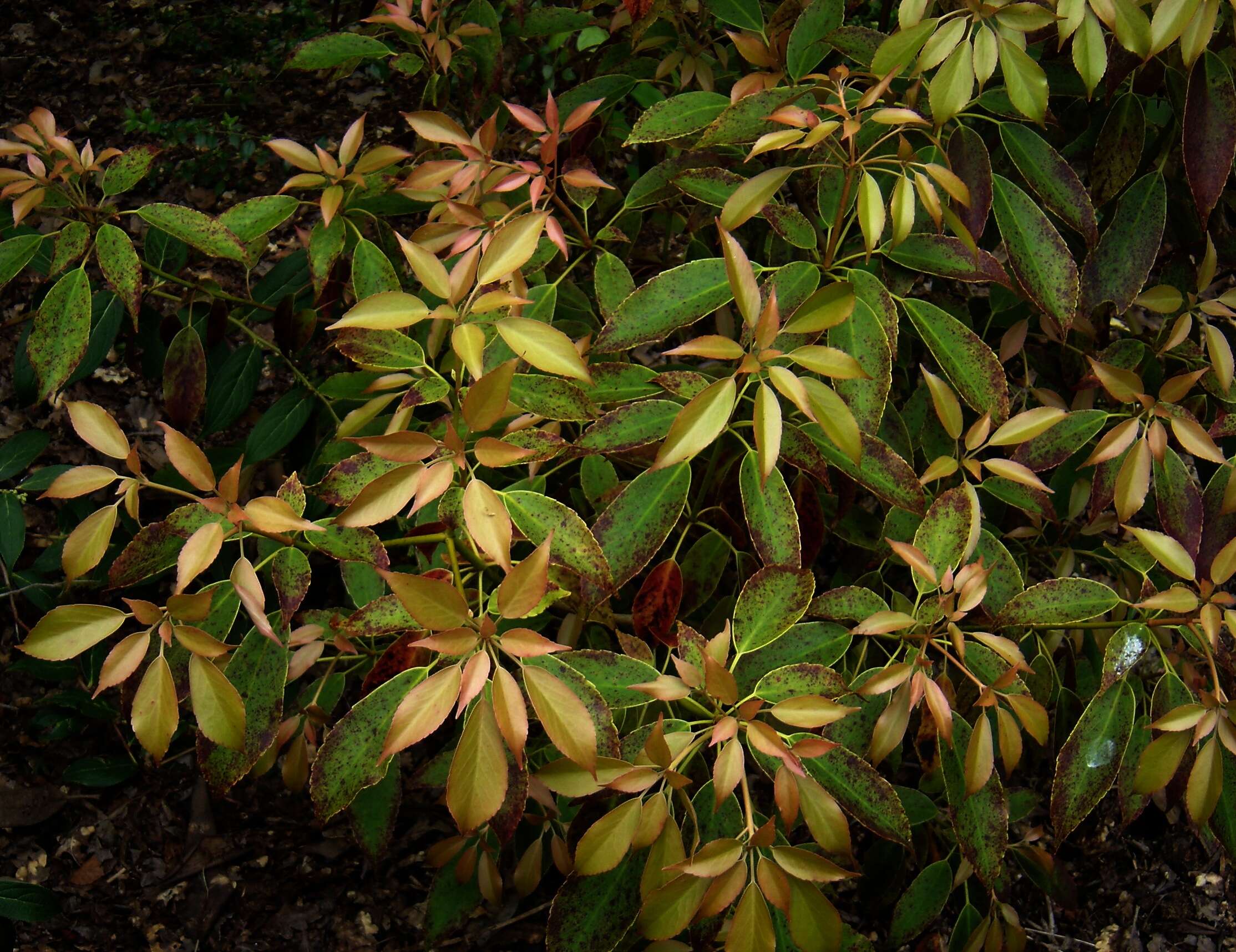 Image of Trochodendron