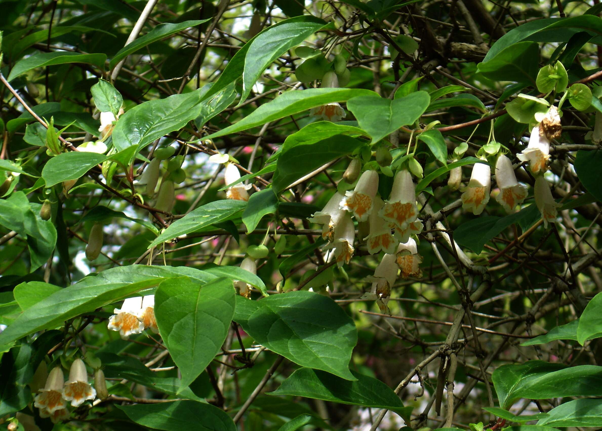 Imagem de Dipelta floribunda Maxim.