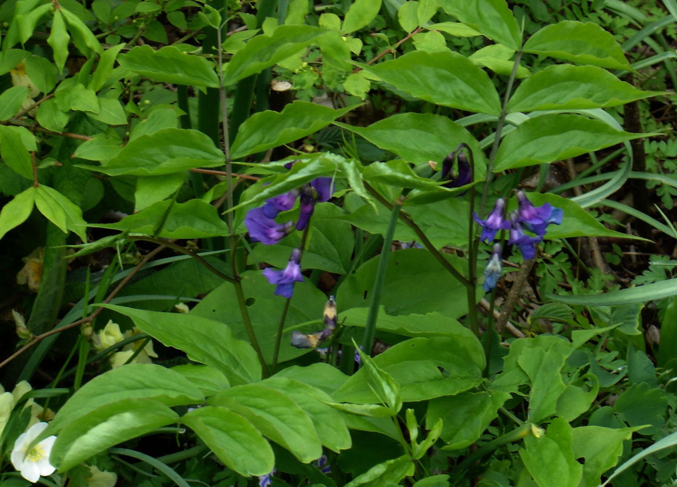 Image of spring pea