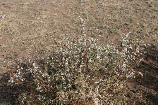 Image de Spiraea aquilegifolia Pall.