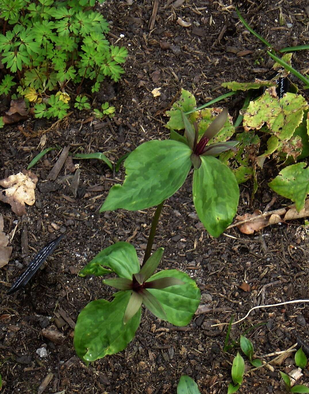 Image of Louisiana wakerobin