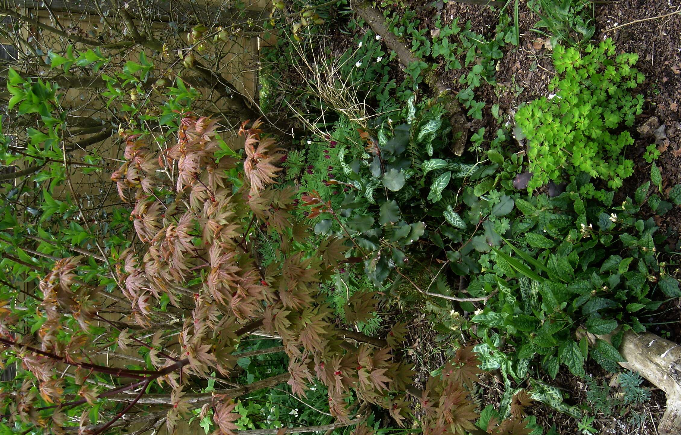 Image of false hellebore