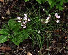 Image of spring pea