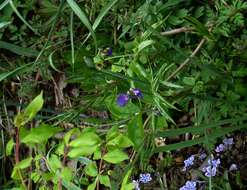 Image of spring pea