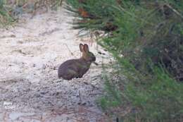 Image of Brush Rabbit