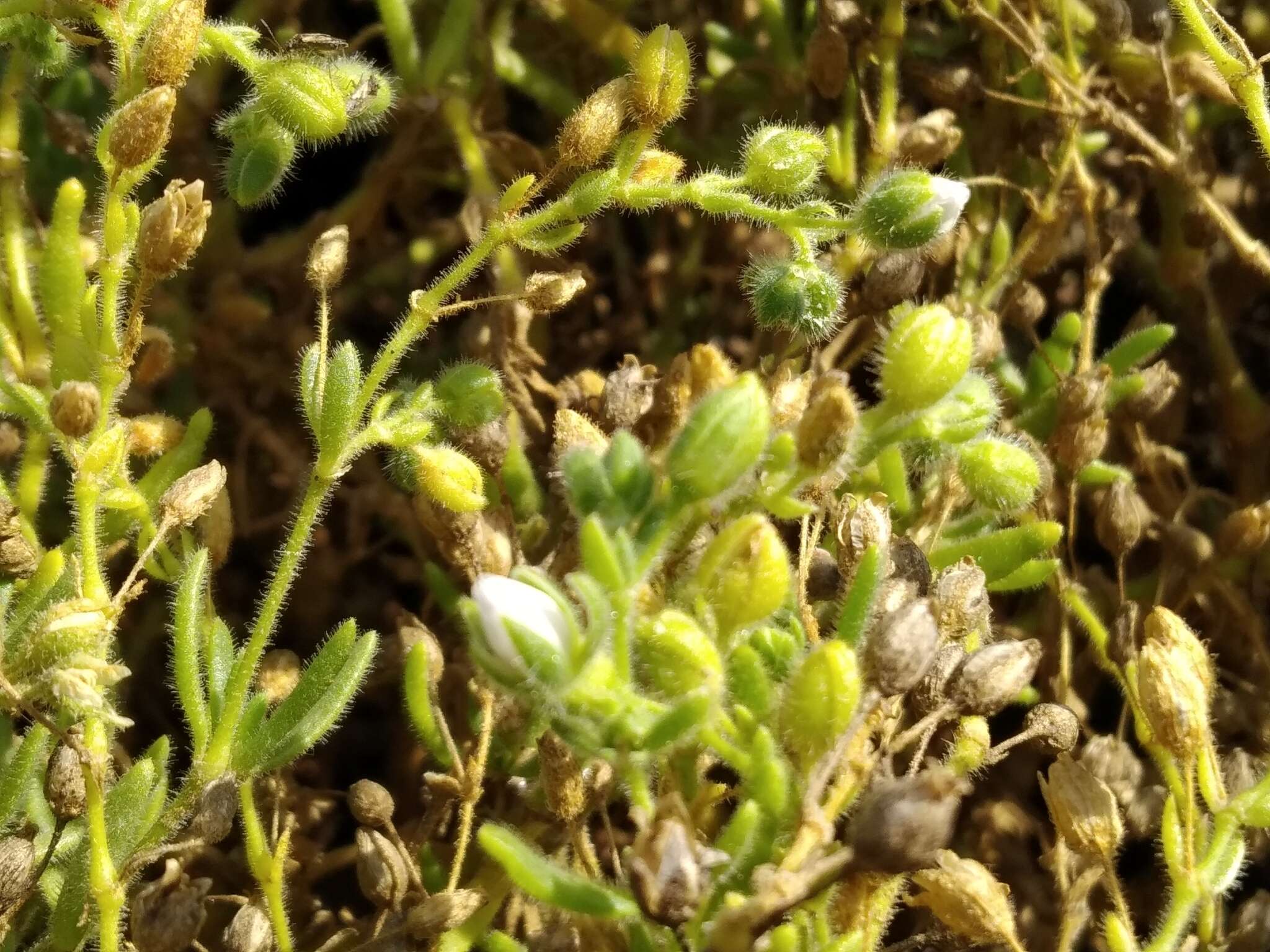 Image of Spergularia azorica (Kindb.) Lebel