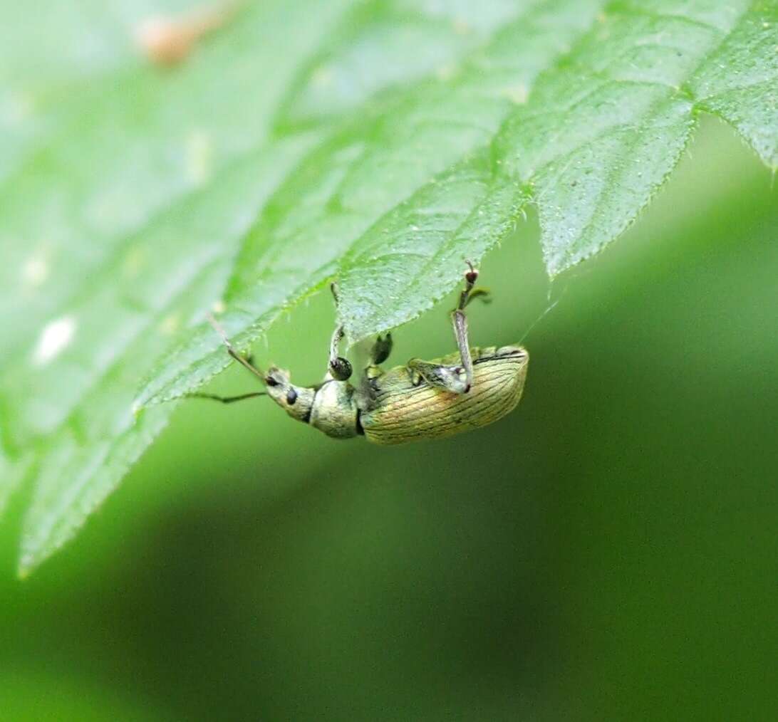 Plancia ëd Phyllobius (Metaphyllobius) pomaceus Gyllenhal 1834